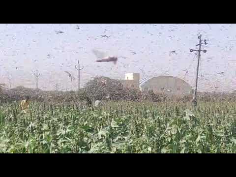 Banaskantha ma tid no atank