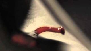 Scala &amp; Kolacny Brothers - Seashell (Live)