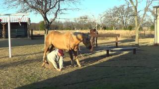 Equine Dentistry Floating Horse Teeth  6 of 6 - Care After Sedation & Waking Up Horses