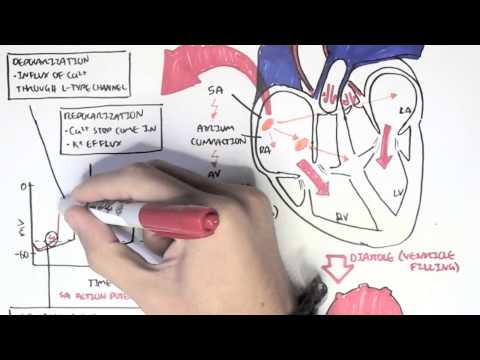 Kardiologie - Zusammenhang von Erregungsleitungssystem, Kammerkontraktion und EKG