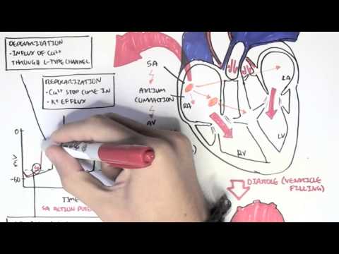 Cardiology - Conduction system, ventricular contraction and ECG