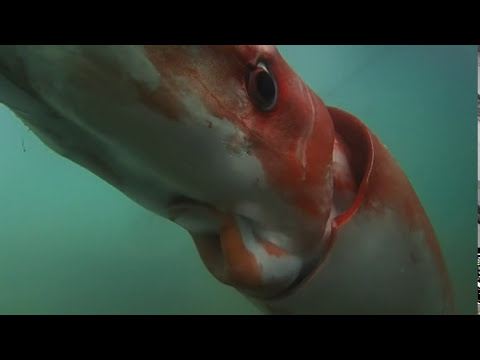 Raw: Giant Squid Makes Rare Appearance in Bay
