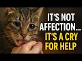 If Your Cat Licks You This Is What They Re Secretly Trying To Tell You