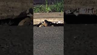 Tamanduá mirim resgatado de bueiro no Brasil #animais