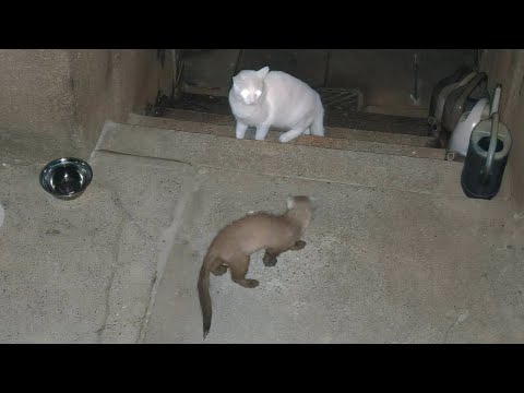 Explosive Stimmung zwischen Marder und Katze, mit tätlichem Angriff und Trennung im Guten