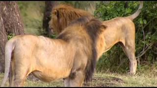 .Lion.Battlefield-1.avi