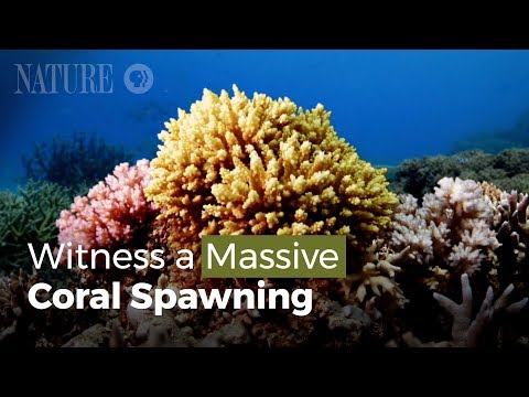 Werden Sie Zeuge eines gewaltigen Korallenlaichens