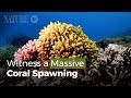 Witness a Massive Coral Spawning