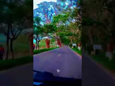 Entrada de Viterbo Caldas ❤🇨🇴
