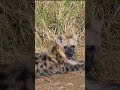 The Strangest Animals In Africa Krugernationalpark Thejunglewoman Shorts Animals Africa