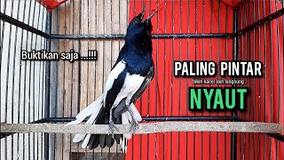 Download lagu kacer gacor NGEPLONG tarung ini paling ampuh buat PANCINGAN KACER agar EMOSI mp3