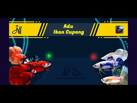 Adu Ikan Cupang