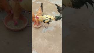 Download lagu subhanalloah wal hamdulliah#youtubeshorts #youtubeshorts #viralvideo #utubeshort #chicken #youtubes mp3