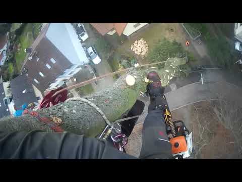 Absägen der Spitze, Baumfällarbeiten in Seilklettertechnik