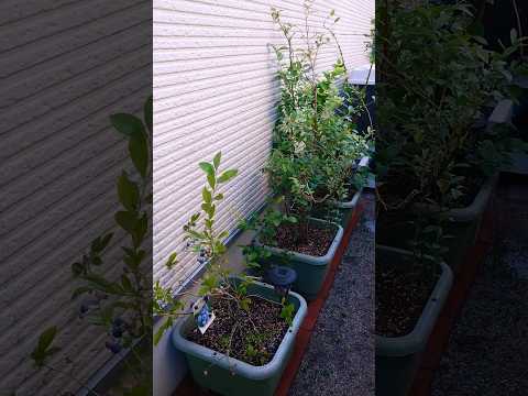 ワイルドブルーベリー 植物