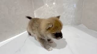 ハーフ犬の動画01