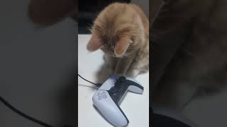 それはオモチャじゃないよ #猫 #可愛い猫 #cat