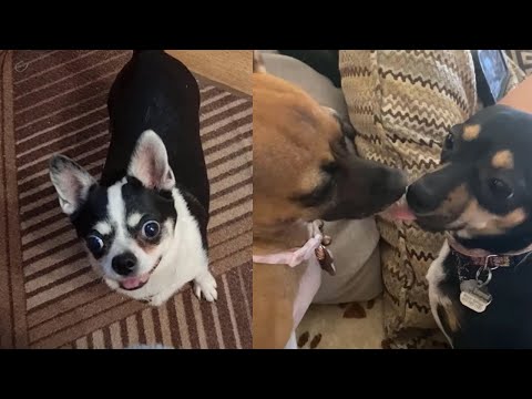 PROOF That We Don’t Deserve Dogs  🐶