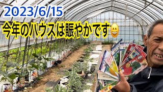 今年のハウスは賑やかです😄いろいろ密植しました🌱🍅　一人農業田舎暮らし👩‍🌾