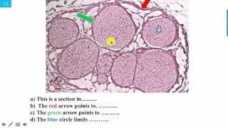 Revision Data Show Second Term First year 2016
