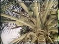 Rocket Classic Sesame Street Animation Gathering Coconuts 1978