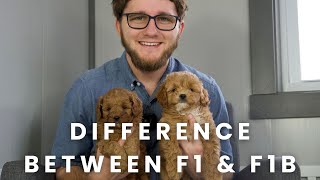 The Difference Between an F1 & F1B Cavapoo Puppy!