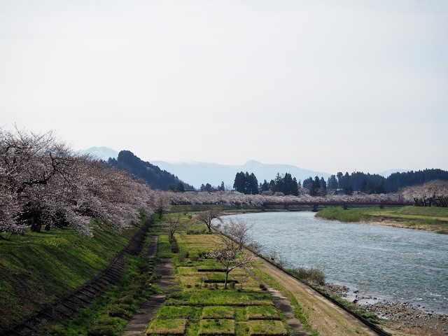 2026年【角館の桜】開花状況　4月15日