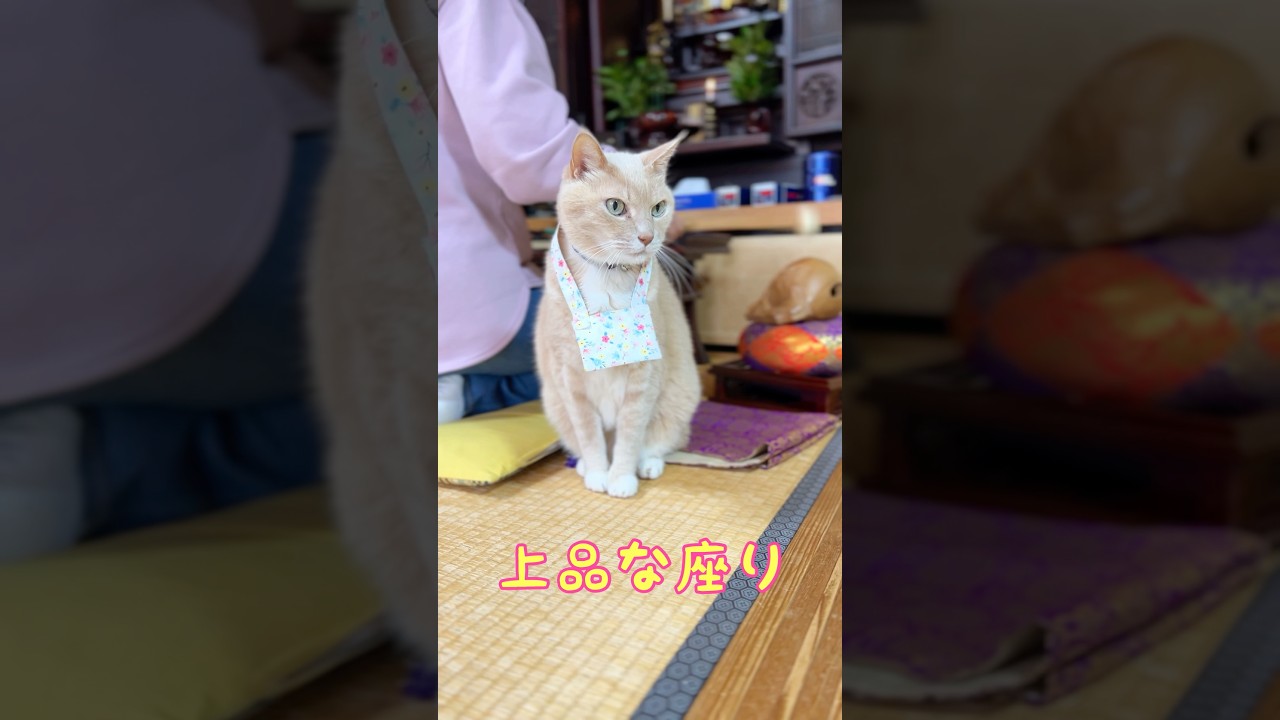 【猫和尚】お父さんのおだてにはのりません #猫のいる暮らし #猫癒し #猫かわいい