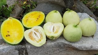 블랙망고수박(노란수박) 사과참외 따서 반을 갈라보았습니다.