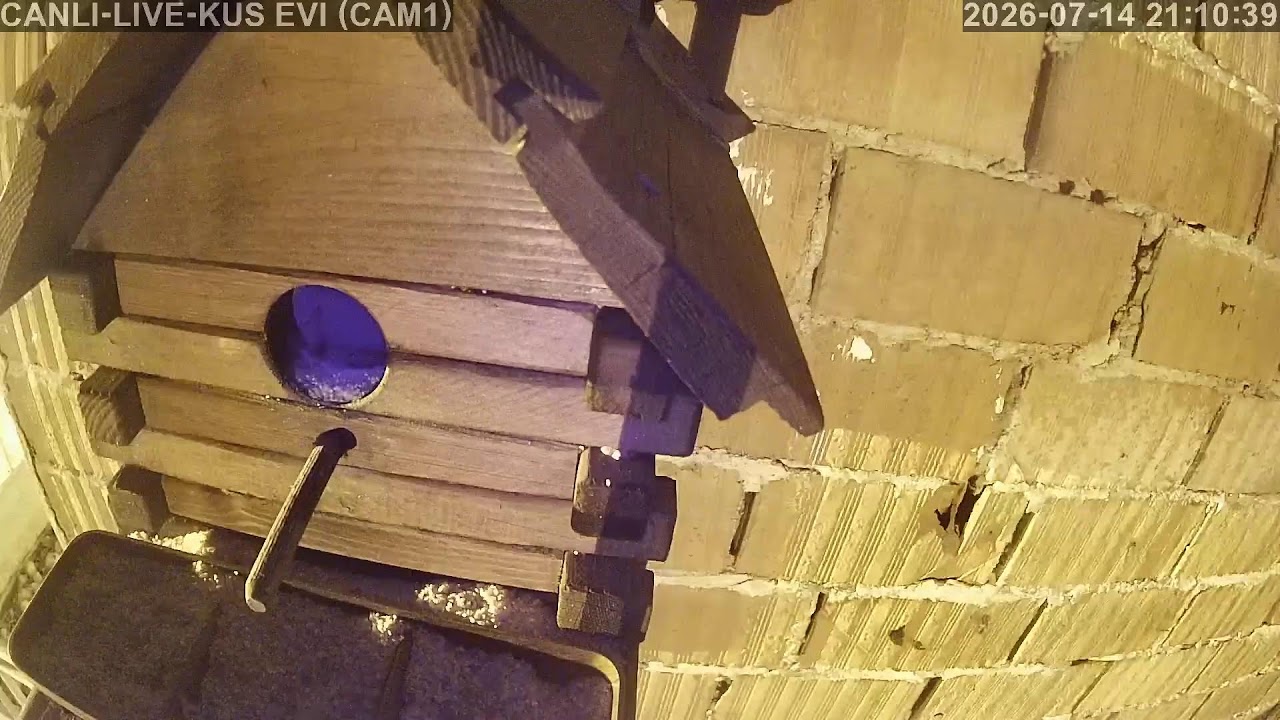 Live webcam view of Pınarbeyli Birdhouse Nest Cam