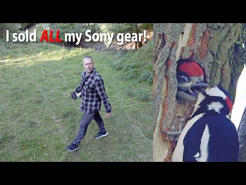 Reflections & Woodpeckers