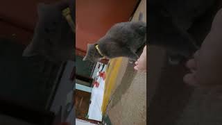 猫の扱いには気をつけましょう。#Shorts