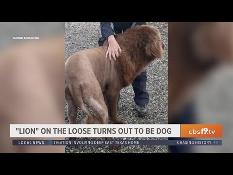 'Lion' on the loose turns out to be dog