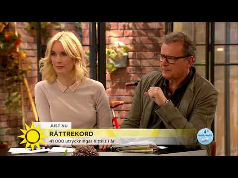Råttrekord - så slipper du drabbas av skadedjur - Nyhetsmorgon (TV4)