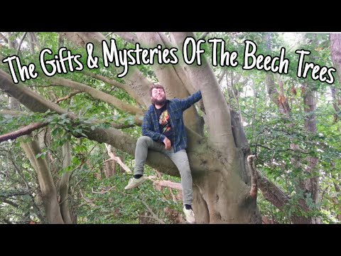 The Beech Tree - Wild Edibles, Identification, Facts, History & Folklore 🌲(Fagus sylvatica)