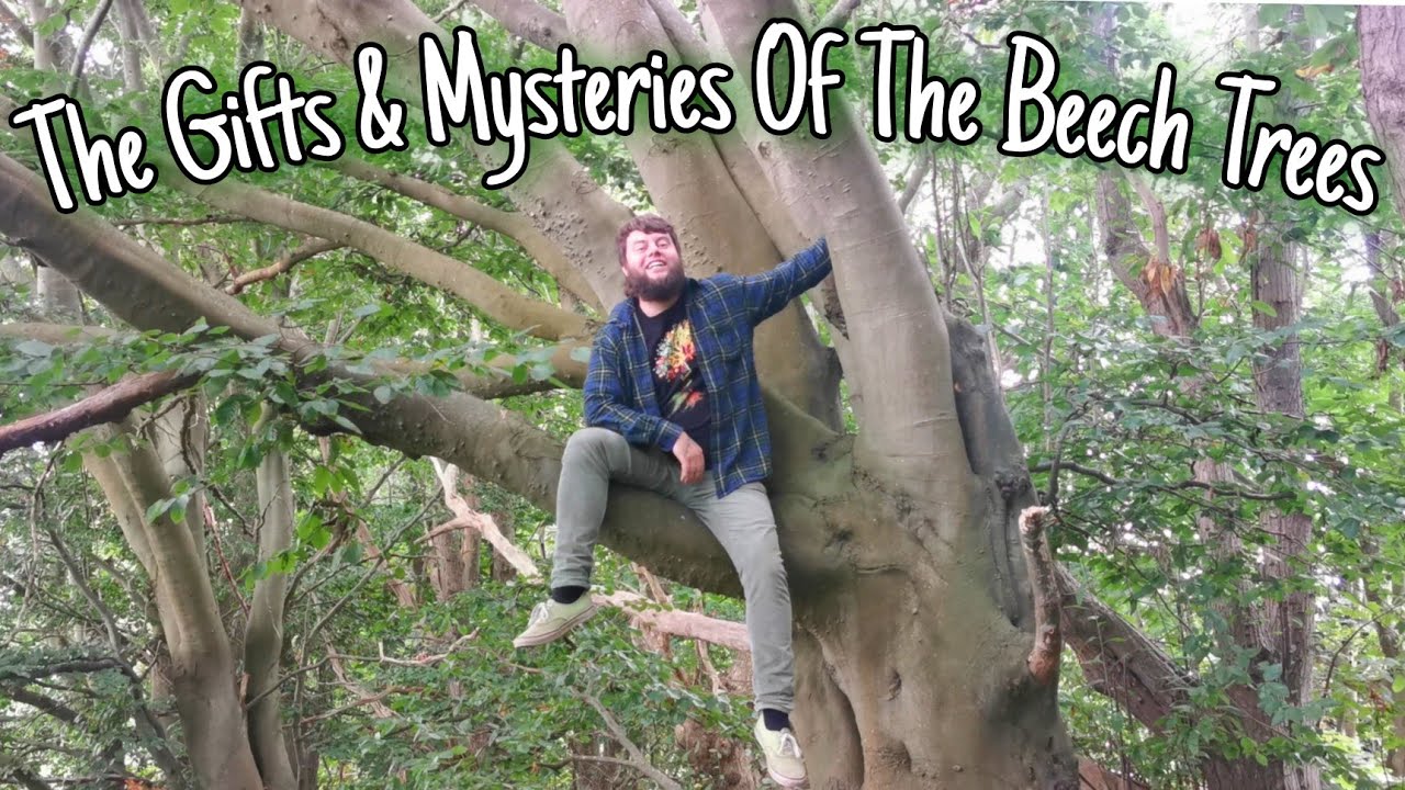 The Beech Tree - Wild Edibles, Identification, Facts, History & Folklore 🌲(Fagus sylvatica)