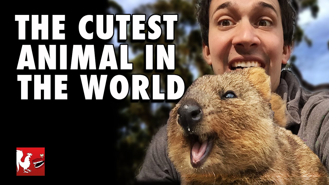 RT Life - The Cutest Animal in the World
