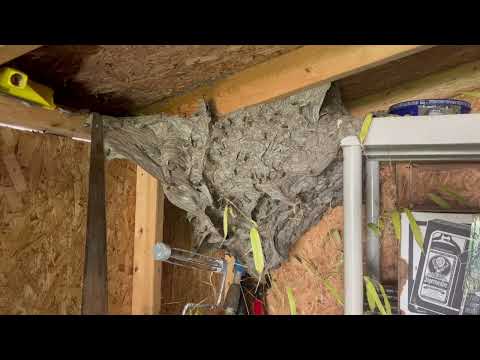 Large Yellow Jacket Nest in the Corner of the Shed in East Brunswick, NJ