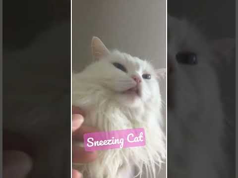 A Sneezing Cat!