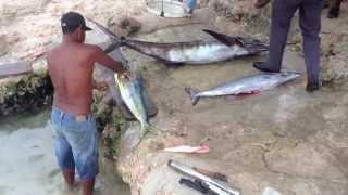 preview picture of video 'Bayahibe Fishermen's Catch'