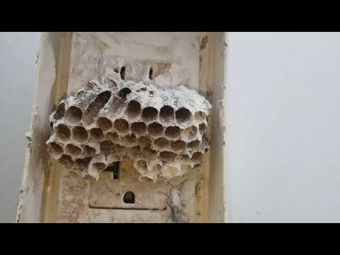 Paper Wasps Hiding in Electrical Outlet in Farmingdale, NJ
