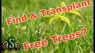 How To: Transplant Seedling or Sapling | Quick & Easy Tips