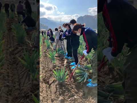 健康栄養学科「管理栄養士論Ⅰ」学外実習（下仁田ねぎ体験）