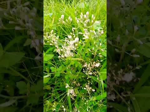 Param Sundari.. #nature #flowers #green #beauty #naturelovers #love #reels