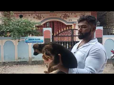 Jarman Sherpad buy now long coat  heavy bones heavy bread call and buy now.          no.7985506561