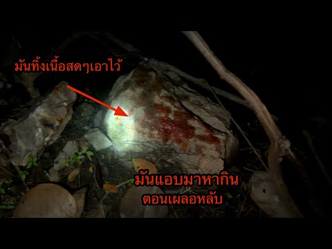 "It sneaked in to feed while I was sleeping. 'A real Kraseu (a type of Thai ghost) even left its ...