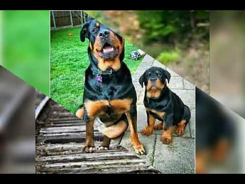 جميع أنواع الكلاب