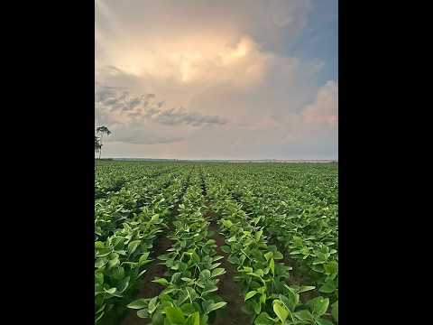 FAZENDA A VENDA MATO GROSSO SANTA CRUZ DO XINGU-MT - 2.734 HECTARES