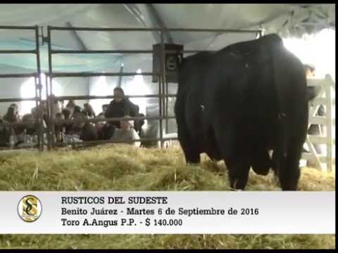 06-09-16 - Toro A Angus P. P. - Rústicos del Sudeste - Benito Juarez