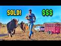 Sorting Loading Bison Heifers Sale Day Struggles